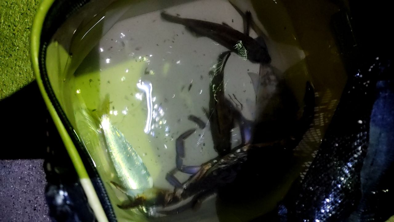 コハダ