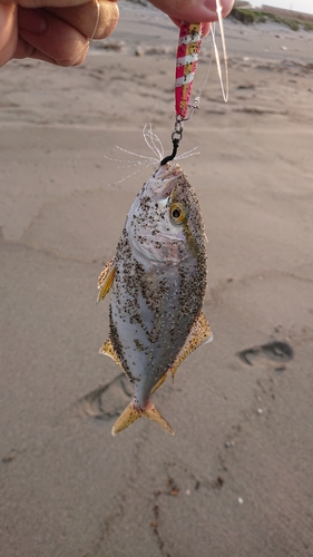 ショゴの釣果