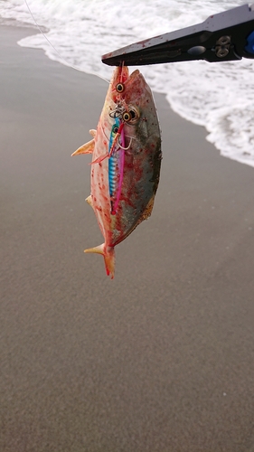 ワカシの釣果