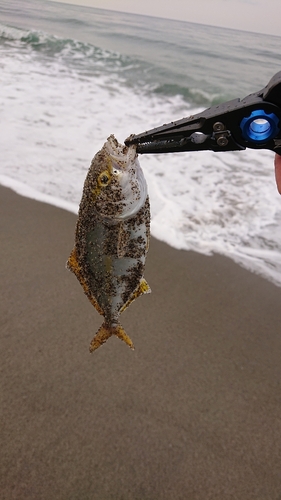 ショゴの釣果