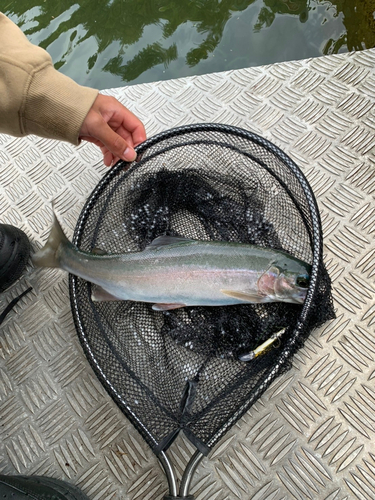 ホウライマスの釣果