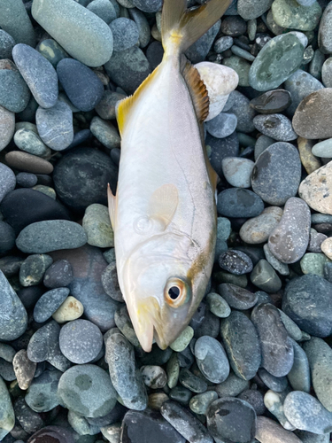 ショゴの釣果