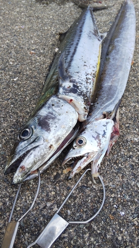 サゴシの釣果