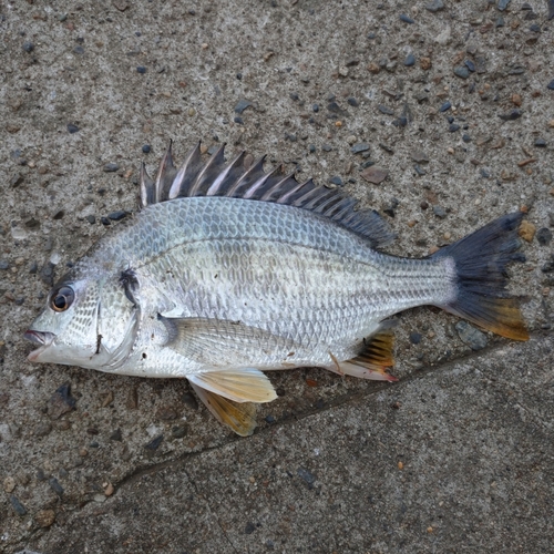 キビレの釣果