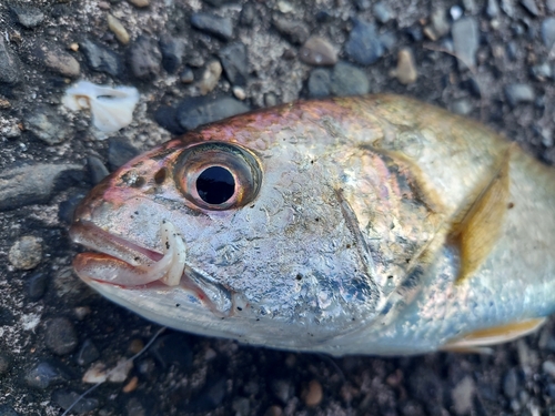 シログチの釣果