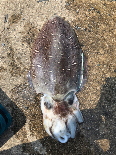 コウイカの釣果