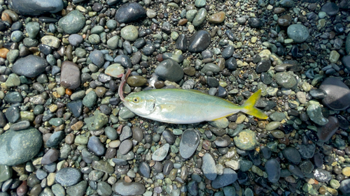 ワカシの釣果