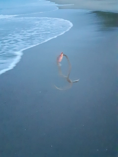 ダイナンウミヘビの釣果