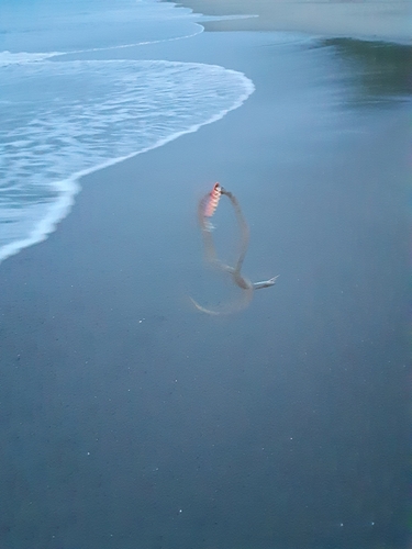 ダイナンウミヘビの釣果