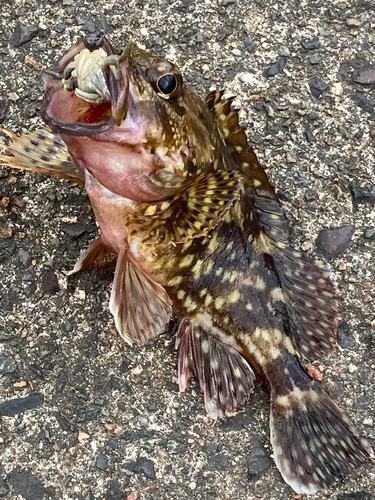 カサゴの釣果