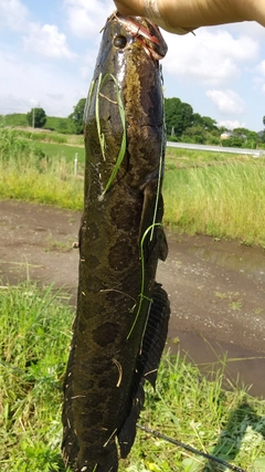 ライギョの釣果