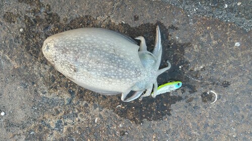 モンゴウイカの釣果