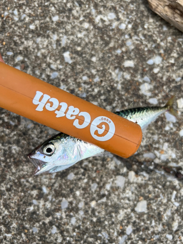 サバの釣果