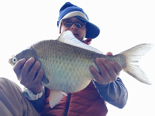 ヘラブナの釣果