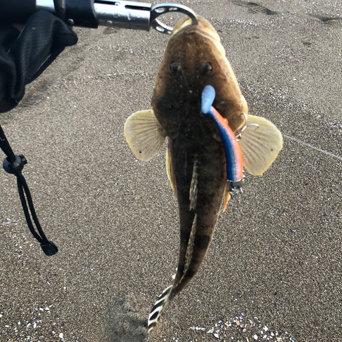 コチの釣果