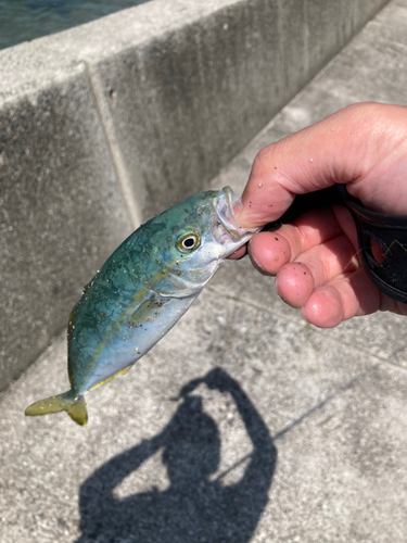 ツバスの釣果