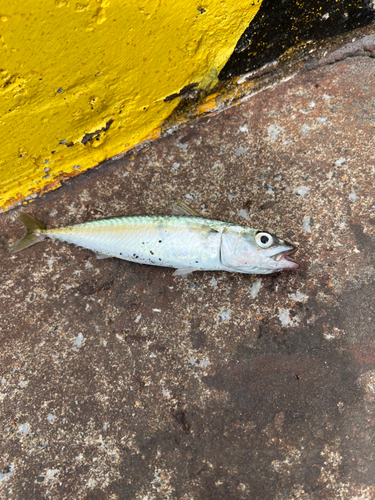 サバの釣果