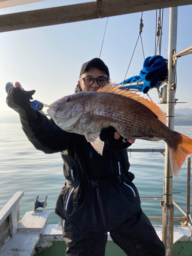 マダイの釣果