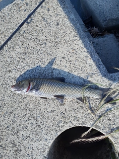 ニゴイの釣果