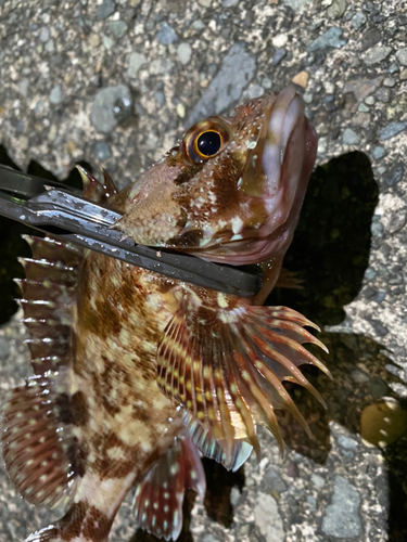 カサゴの釣果