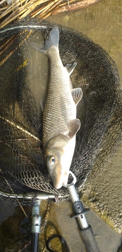 ニゴイの釣果