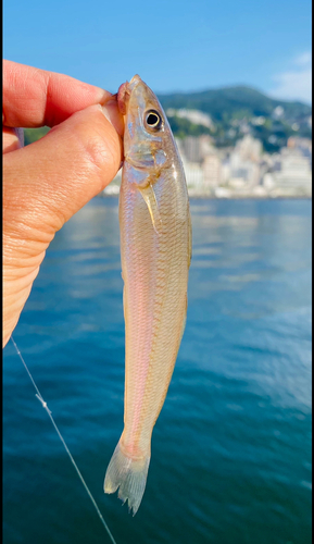 シロギスの釣果