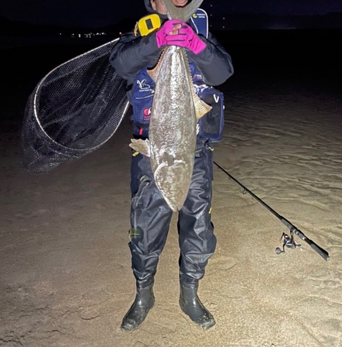 ブリの釣果