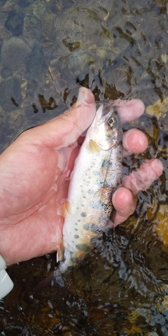 ヤマメの釣果