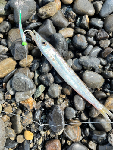 カマスの釣果