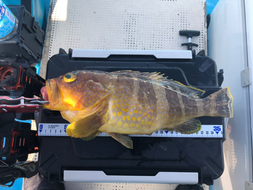 アオハタの釣果