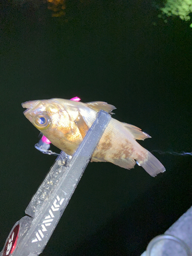 シロメバルの釣果