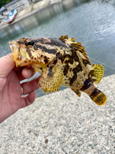 タケノコメバルの釣果