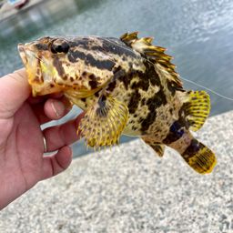 タケノコメバル