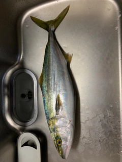 ハマチの釣果