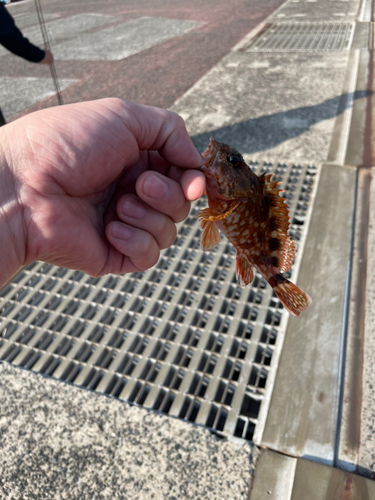 アラカブの釣果