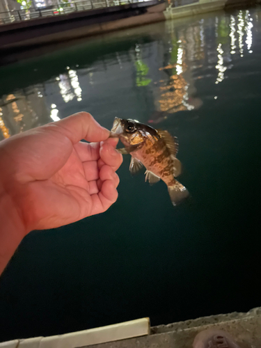 タケノコメバルの釣果