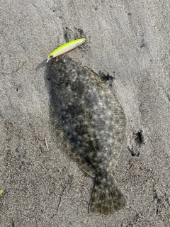 ヒラメの釣果