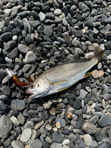 イシモチの釣果