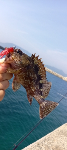 アラカブの釣果