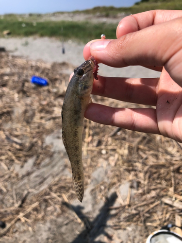 ハゼの釣果