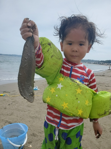 シタビラメの釣果