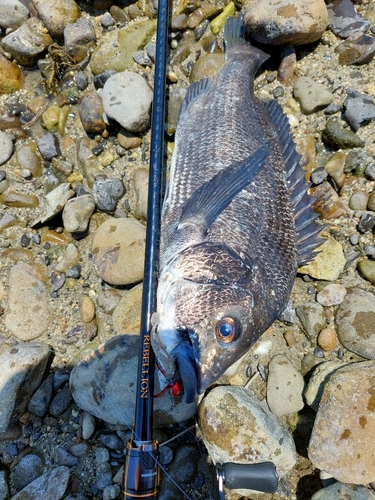 チヌの釣果