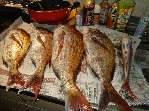 タイの釣果