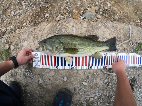 ブラックバスの釣果