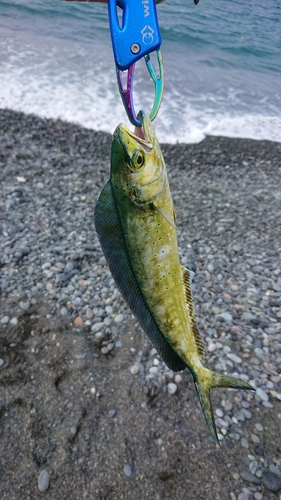 シイラの釣果