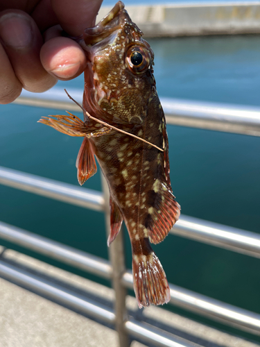 カサゴの釣果