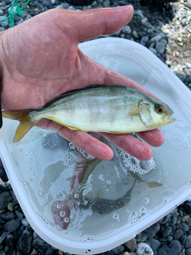 ショゴの釣果