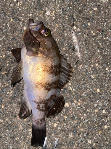 メバルの釣果