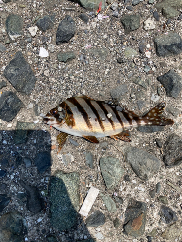 タカノハダイの釣果