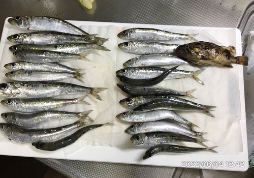 釣果